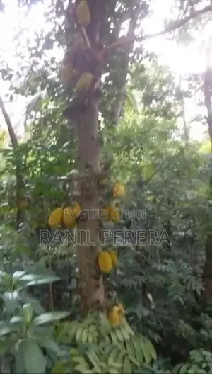 මාතලේ - රිවර්ස්ටන් පාරේ වටිනා සින්නක්කර ඔප්පු ඉඩමක් විකිණීමට