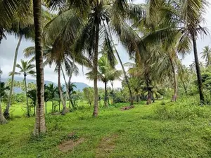 කුරැණැගල වැල්ලව අතුරැ බස් මාර්ගයට මුහුනලා සරුසාර පොල් ඉඩමක්