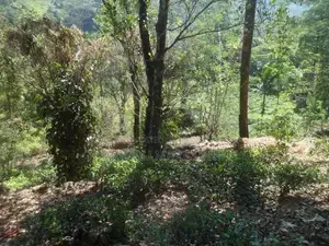 Land For Sale in Norton Bridge Ginigathhena