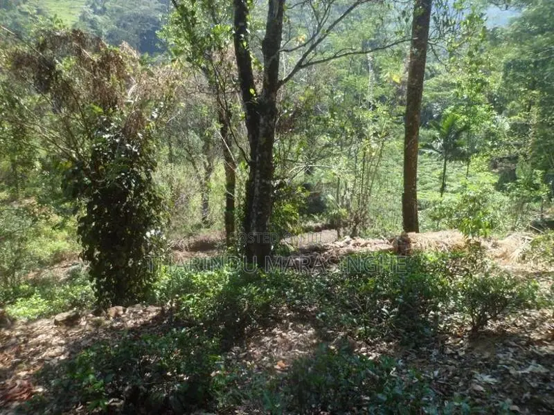 Land For Sale in Norton Bridge Ginigathhena