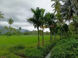 කුරැණැගල වැල්ලව අතුරැ බස් මාර්ගයට මුහුනලා සරුසාර පොල් ඉඩමක්