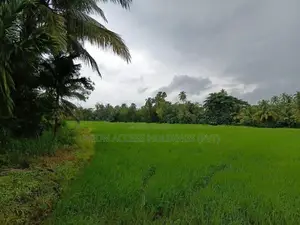 කුරැණැගල වැල්ලව අතුරැ බස් මාර්ගයට මුහුනලා සරුසාර පොල් ඉඩමක්