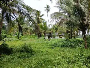 කුරැණැගල වැල්ලව අතුරැ බස් මාර්ගයට මුහුනලා සරුසාර පොල් ඉඩමක්