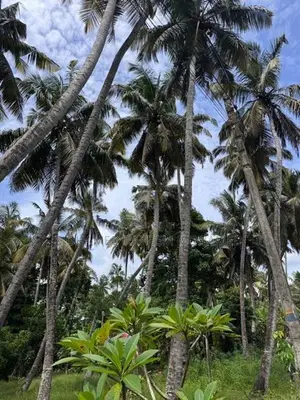 Square Land for Sale – 200m from Colombo–Chilaw Main Road
