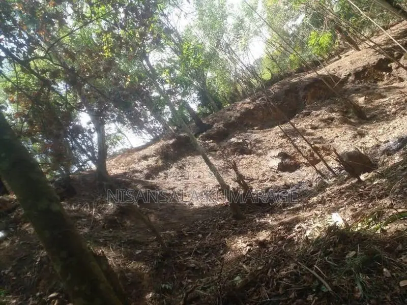 Land for Sale Haliela