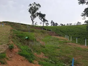 New Land for Nuwara Eliya Road