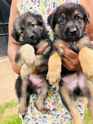 0-1 month Female Purebred German Shepherd