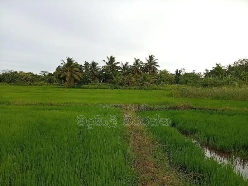 නිස්කලංක පරිසරයක ඉඩමක් විකිණිමට - කතරගම