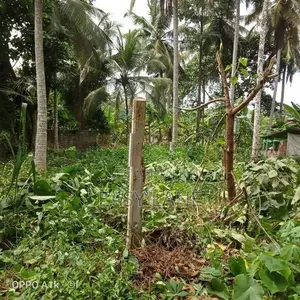 වේයන්ගොඩ නගරයට ඉතා ආසන්නයෙන්