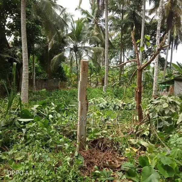 වේයන්ගොඩ නගරයට ඉතා ආසන්නයෙන්