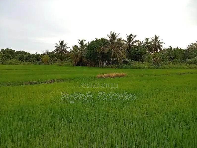 නිස්කලංක පරිසරයක ඉඩමක් විකිණිමට - කතරගම