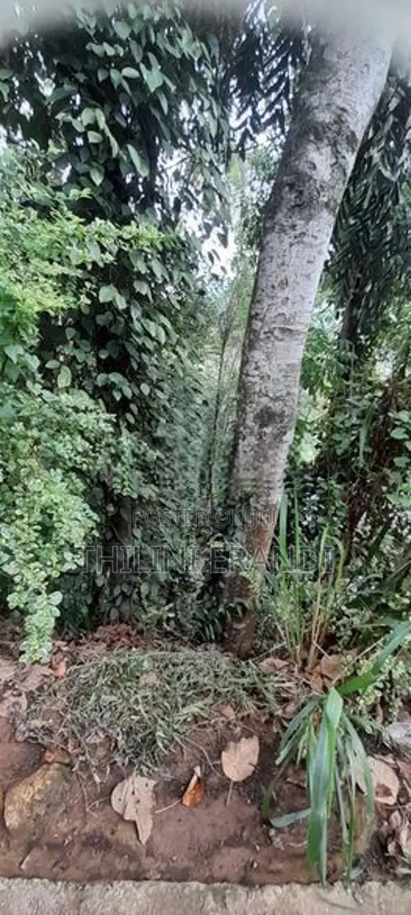 Valuable Land in Badulla