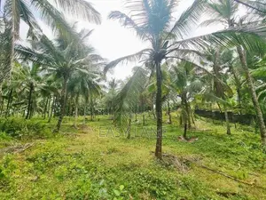 කිරිදිවැලින් ආදායම් ලබන පොල් ඉඩමක් විකිණීමට