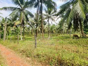 කිරිදිවැලින් ආදායම් ලබන පොල් ඉඩමක් විකිණීමට