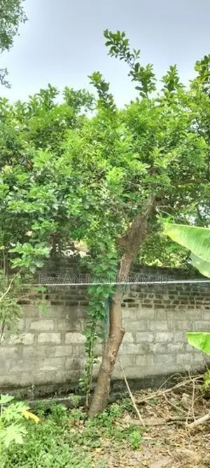 Land for Sale in Maligaikadu