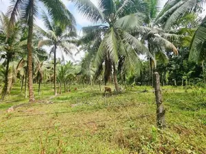 කිරිදිවැලින් ආදායම් ලබන පොල් ඉඩමක් විකිණීමට