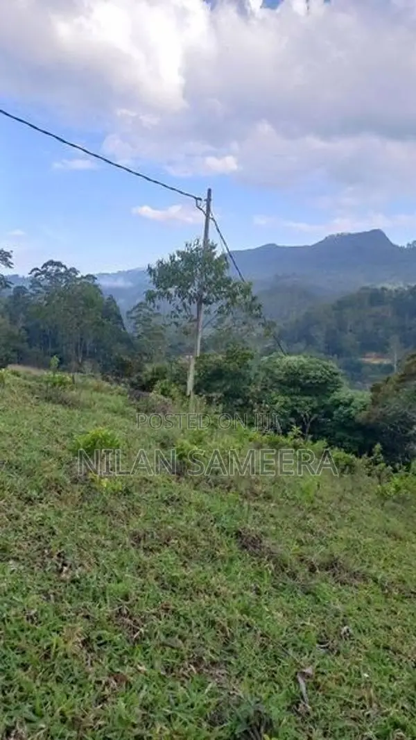 Tea land
