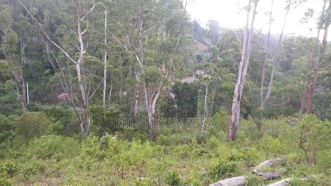 Tea land