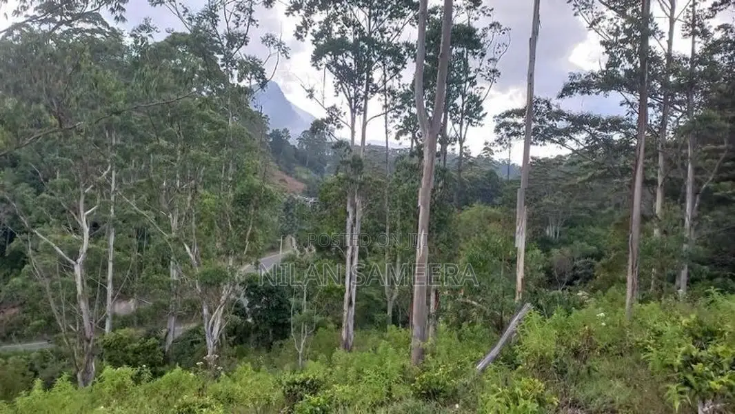 Tea land