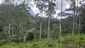 Tea land