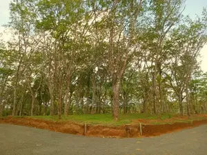 Land for Sale in Ahangama