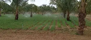 Nilaveli Land for Sale