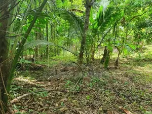 අධිවේගී පිවිසීමට ආසන්න ඉතා සාරවත් ඉඩමක් වැලිගමුව