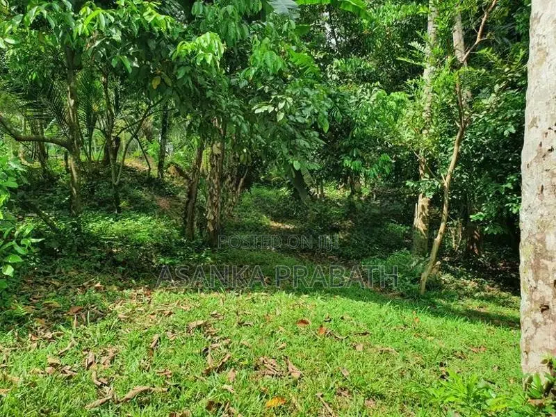අධිවේගී පිවිසීමට ආසන්න ඉතා සාරවත් ඉඩමක් වැලිගමුව