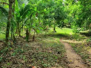 අධිවේගී පිවිසීමට ආසන්න ඉතා සාරවත් ඉඩමක් වැලිගමුව