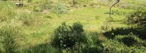 Land for Sale Welimada - Boralanda