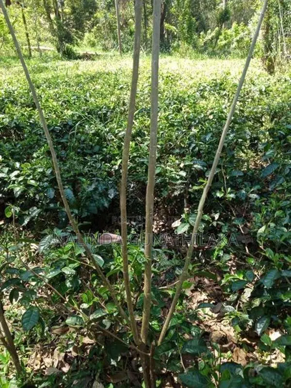 Land for Sale Welimada - Boralanda