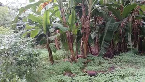 Land for Sale Raththanapitiya Boralesgamuwa
