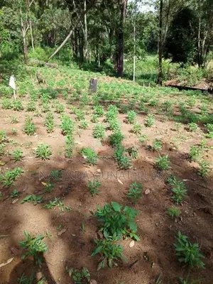 Land for Sale Welimada - Boralanda