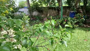 Land for Sale Purana Road Wattegedara Maharagama
