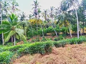 367 Perches Scenic Land for Sale in Ahangama.