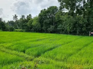 Kadawatha 20P Land With Paddy Field View