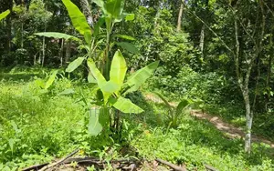Minuwangoda land with house For Sale (NK11316)