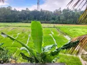 Land for Sale Mawanella
