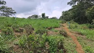 Land for Sale in Pussellawa