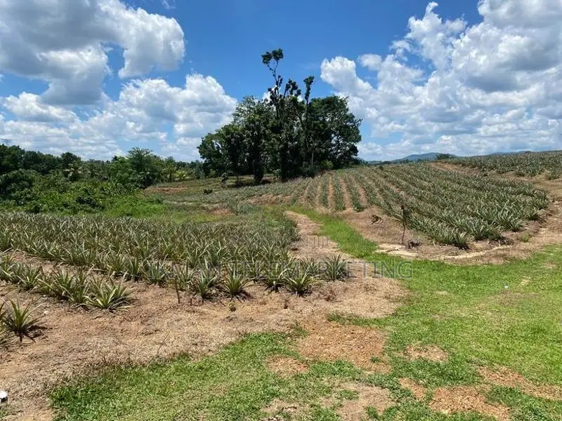 Land for Sale in Yatawathura