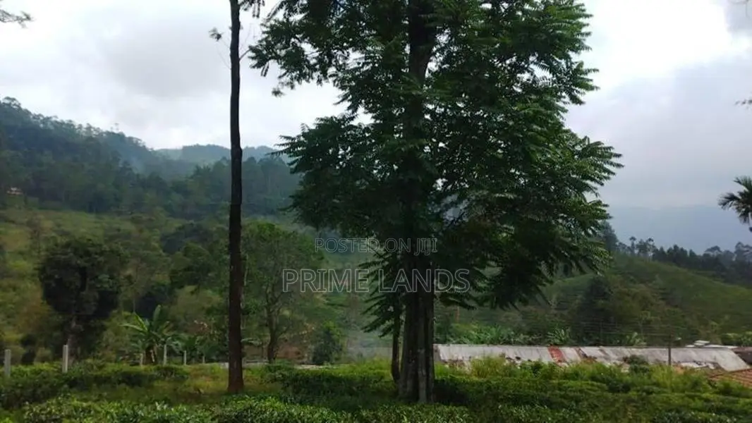Land for Sale in Pussellawa Delta Estate