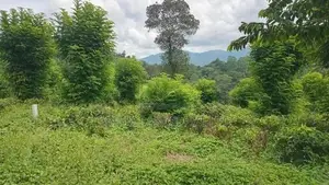 පිලිමතලාව නගරයෙන් ඉඩමක් විකිණීමට