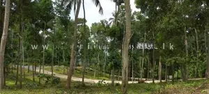 Land for Sale Thannekumbura
