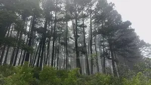 View Point Land For Sale Nuwara Eliya Ramboda