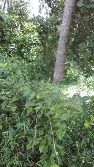 Commercial Land for Lease