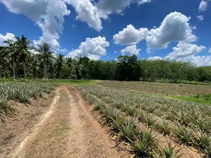 Land for Sale in Yatawathura