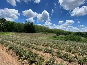 Land for Sale in Yatawathura
