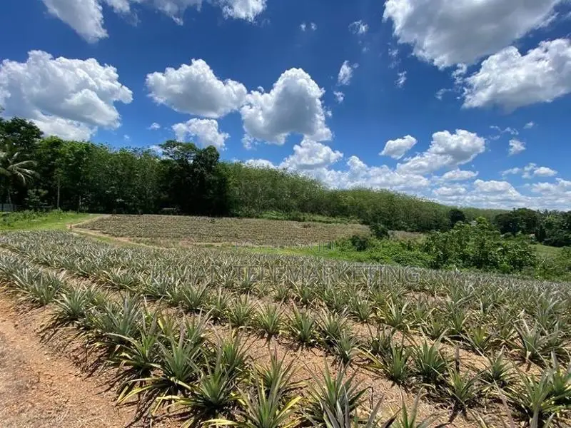 Land for Sale in Yatawathura