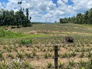 Land for Sale in Yatawathura