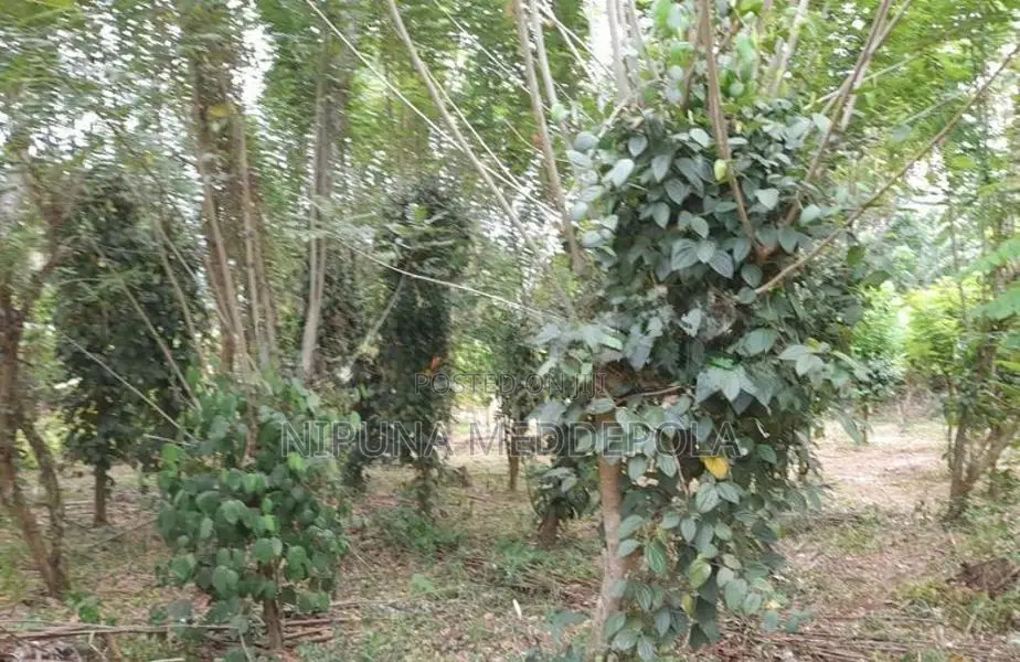 අගනා බිම් කොටසක් විකිනීමට ඇත මොනරාගල